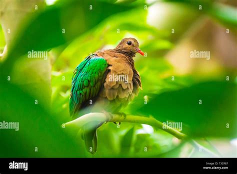 Common Emerald Dove Asian Emerald Dove Or Grey Capped Emerald Dove