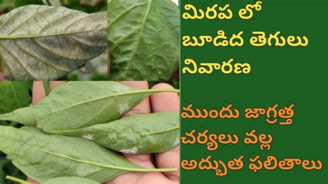 Budida Tegulu Powdery Mildew Control Macha Tegulu Nivarana In