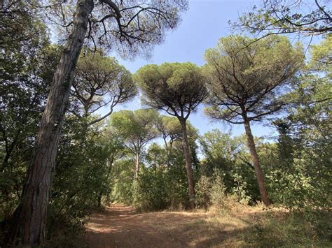 La Pineta Di Ravenna Serena Zecchini Guida Turistica Ravenna