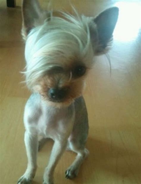 Top 10 Dogs Who Are Having A Bad Hair Day