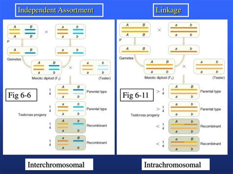 Ppt Biology 2250 Principles Of Genetics Powerpoint Presentation Free Download Id 1744307