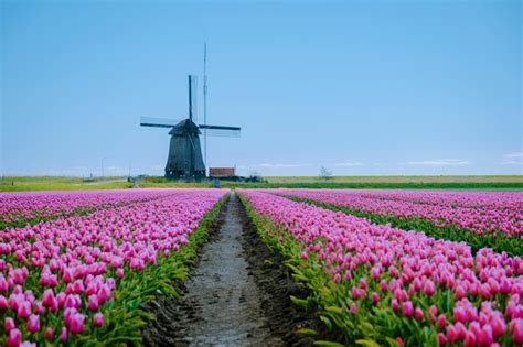 Campo de tulipanes en los países bajos coloridos campos de tulipanes