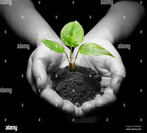 Hands Holding Sapling In Soil Stock Photo Alamy