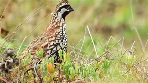 La Codorniz Yucateca Colinus Nigrogularis Yucatan BobWhite CORTO