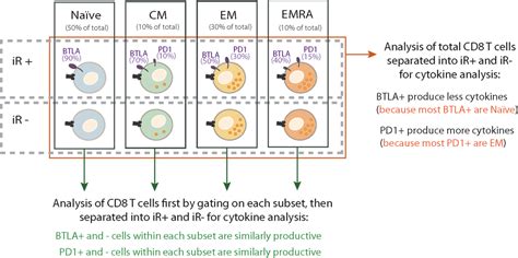 Frontiers Inhibitory Receptors Beyond T Cell Exhaustion