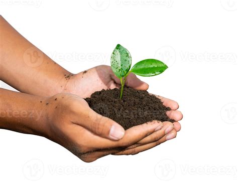 manos participación un joven planta 20027579 PNG