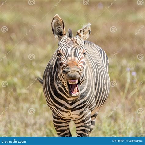 Laughing Zebra Stock Image Image Of Plain Africa Head 91498011