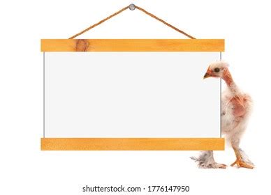 Funny Naked Neck Chicken Looking Blank Stock Photo 1776147950 Shutterstock