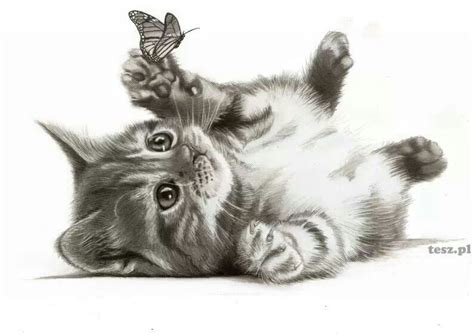 Art drawings, Cat drawing, Animal drawings