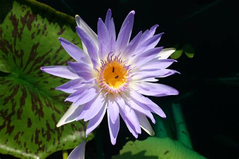 Nymphaea capensis Thunberg | International Waterlily Collection