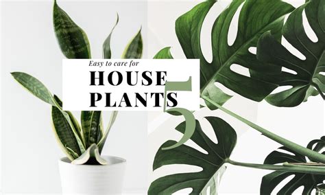 5 Easy to care for house plants, make life be gentle and strong • Gleam ...