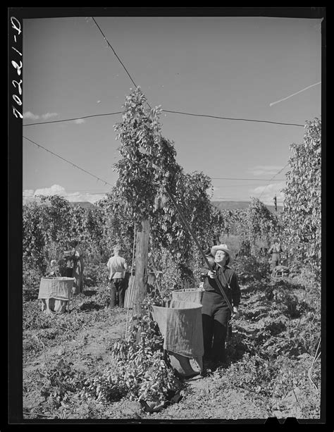 Pulling Vines Hop Field Hops Free Photo Rawpixel