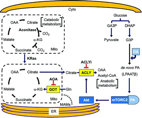 Anabolic and catabolic fates of citrate. Mitochondrial use of citrate... | Download Scientific ...