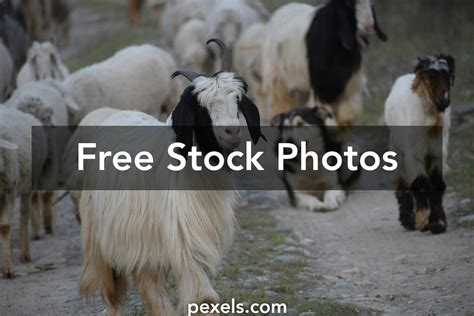 200+ Amazing Katahdin Sheep Photos Pexels · Free Stock Photos