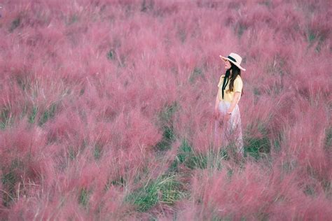 Jamwon Hangang Park And Haneul Park Pink Muhly Grass Photoshoot Tour From Seoul Kkday