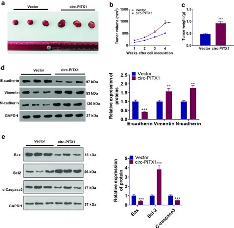 The Impact Of Circ Pitx On Nsclc Cells In Vivo H Cells Were