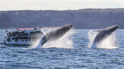 Two Humpback Whales Treat Tourists To Synchronised Display As They Breach In Perfect Tandem ...