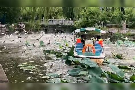 游客夏日雨后泛舟大明湖 误入藕花深处惊起一湖鱼出水翻浪