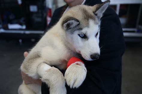 Three Legged Husky Pup Found On Foreshore At Semaphore Park This Month