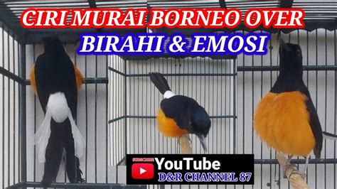 Ciri Ciri Murai Borneo Over Birahi Dan Emosi Youtube