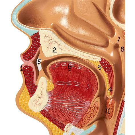 Nasal Cavity Anatomy Model