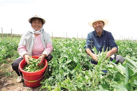 节水滴灌浇出致富豆