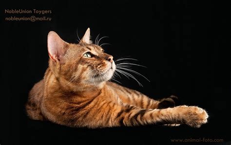 25 best images about toyger cat breed on Pinterest | Toys, Pictures of ...