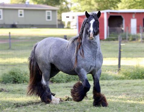 Blue Roan Stallion for Sale