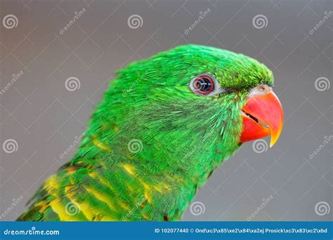 Portrait Of Scaly Breasted Lorikeet Trichoglossus Chlorolepidotus