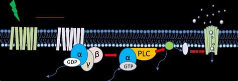 Schematic Depiction Of The Phototransduction Cascade In Microvillar Download Scientific Diagram