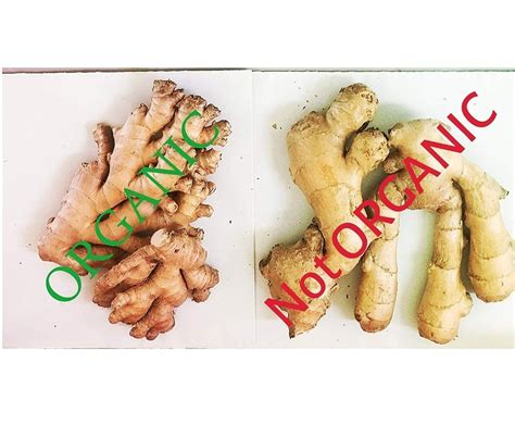 Organic Ginger Root Whole Fresh Ash Tree Of Eden Llc