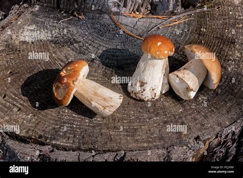 Cosechada En Oto O Incre Ble Setas Comestibles Boletus Edulis Conocido