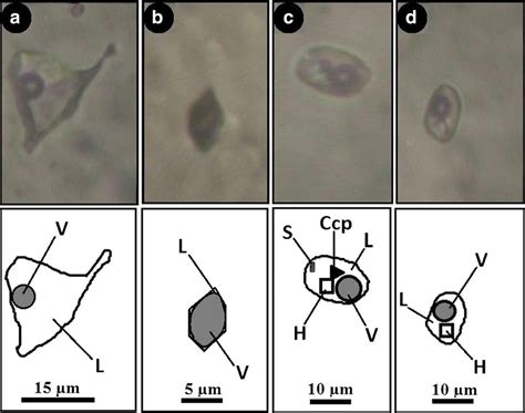 Transmitted Light Photomicrographs And Corresponding Schematic