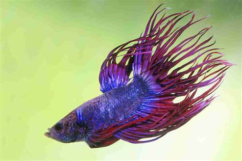 Can Male And Female Betta Fish Live Together Peacefully