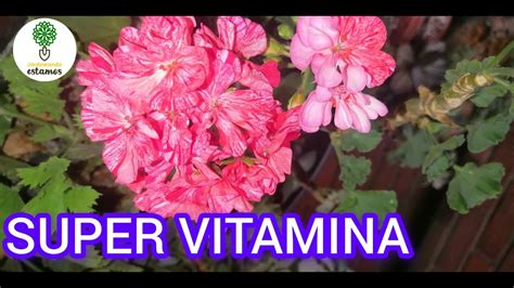 SUPER VITAMINA PARA LAS PLANTAS FLORECEN RAPIDAMENTE HOJAS BRILLANTES