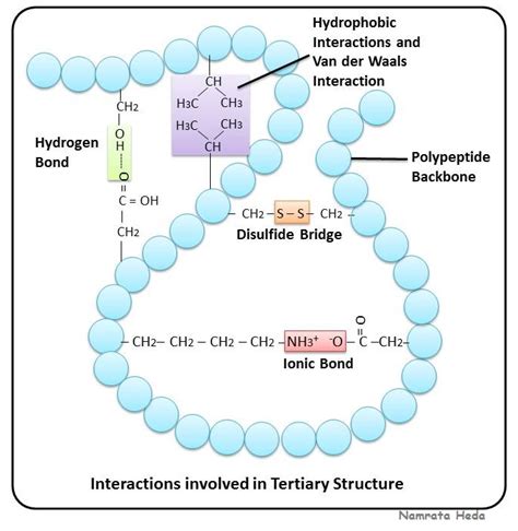 B For Biology Biomolecules Of The Cell Proteins