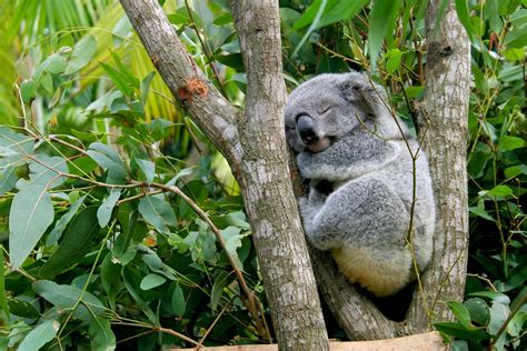 Koala | Appearance, Diet, Habitat, & Facts | Britannica