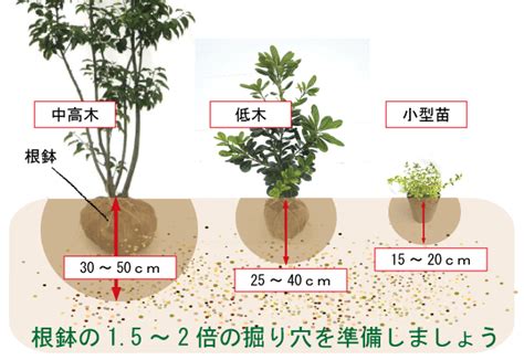 自分で植えよう まずは「土」をチェック 植木組合 本店