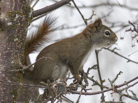 Bildet tre natur skog gren snø vinter dyr dyreliv vår