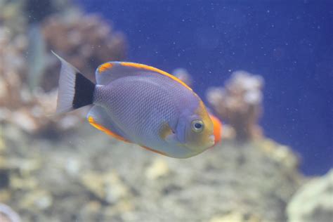 Masked Angelfish male - ZooChat