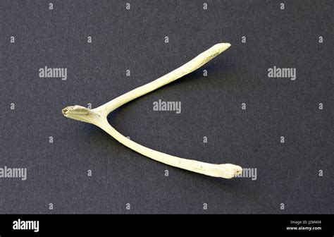 Wish bone hi-res stock photography and images - Alamy