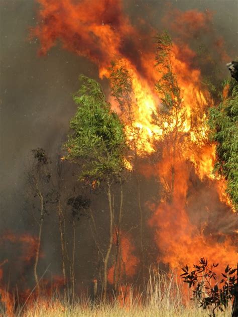 Incendios Forestales La Advertencia De La Onu Infobae Stories