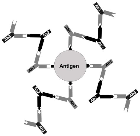 The immunological network theory proposed by Jerne. After an antigen... | Download Scientific ...