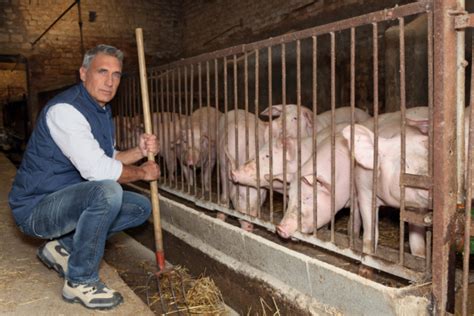 Pecuarista conheça as vantagens da criação de suínos Cursos a