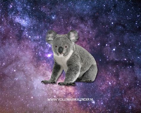 Spirituele Betekenis Koala Vollemaankalender Nl