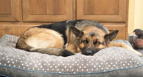 How Big Of A Crate For A German Shepherd