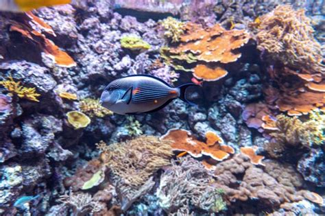 Peixes tropicais exóticos marinhos aquário peixes coloridos Foto