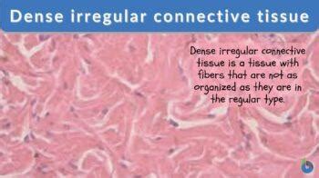 Dense irregular connective tissue - Biology Online Dictionary