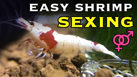 How To Sex Shrimp Neocaridina Caridina YouTube