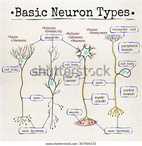 Vector Drawing Basic Types Neurons Stock Vector (Royalty Free) 307406531